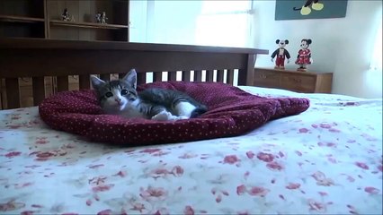 Cute kitten explores life at five weeks - Relaxing music video