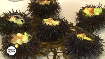 La pêche aux oursins : une pêche à pleins poumons