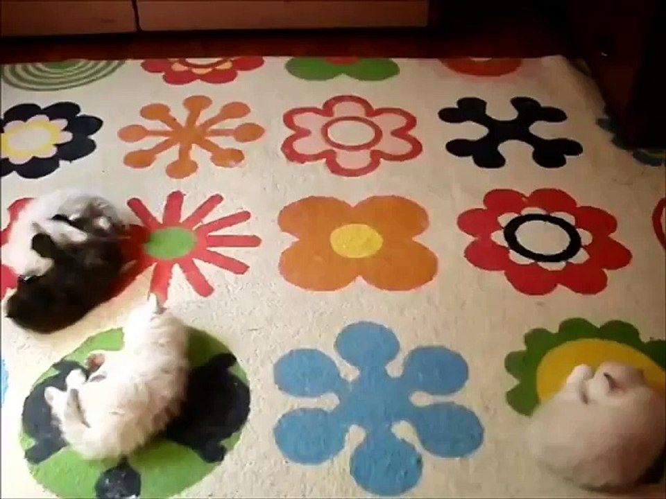 Enjoy most cutest kitten in the world