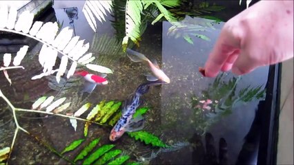 Good friends Fish & Cat Funny Video