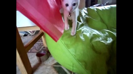 КЛАССНЫЕ ЛАСКОВЫЕ КОТИКИ ! ПОДБОРКА СУПЕР ! FUNNY VIDEOS Funny Cats Compilation2014 [NEW HD]