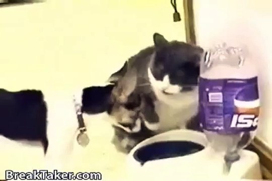 КОТ ДУБАСИТ ПЕСИКА ! ПРИКОЛ ! FUNNY VIDEOS Funny Cats Compilation2014 [NEW HD]