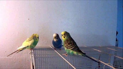 How to choice true love funny relationship between parrots