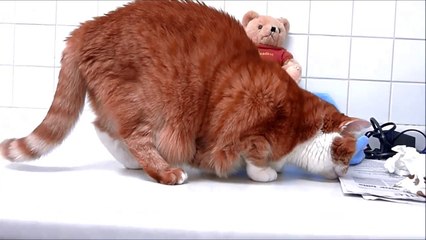 How to Get Your Cat to Eat More Slowly - DIY solution