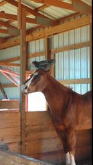 What happens in the barn stays in the barn