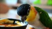 Parrot with beautiful orange, yellow and green feathers