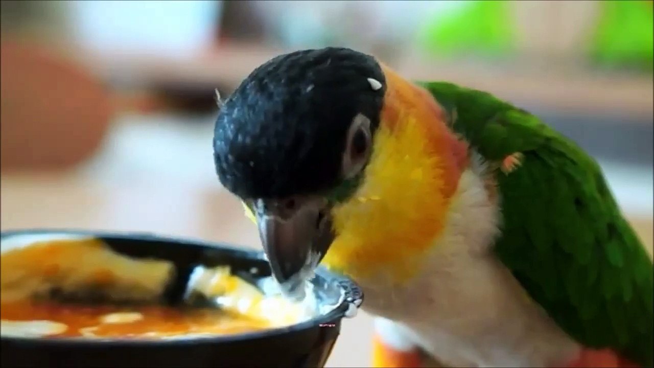 Parrot with beautiful orange, yellow and green feathers