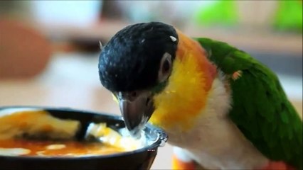 Parrot with beautiful orange, yellow and green feathers