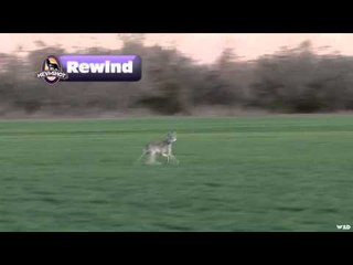 Dead Dog Walkin - Jay Hawk Pride