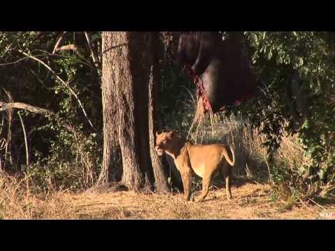 Safari Hunters Journal - Tony Lion