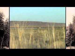 Extreme Desire TV - Three Hunts In Three Different Areas