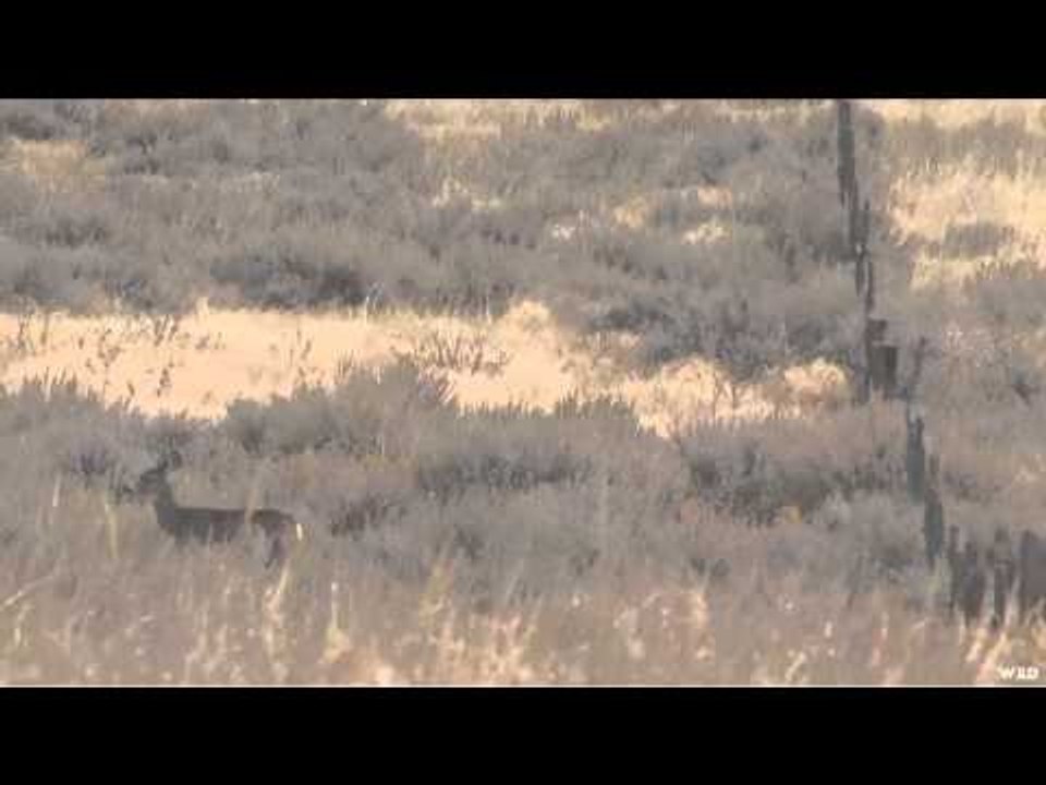 Life at Table Mountain - Mark Stevens Mule Deer Hunt