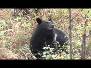M2D Camos Livin the Dream - Colten Spears a Bear  Part 1