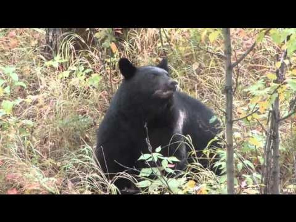 M2D Camos Livin the Dream - Colten Spears a Bear  Part 1