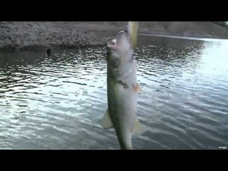 Fish TV - Mexico  Lake Mateos