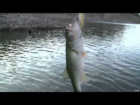 Fish TV - Mexico Lake Mateos