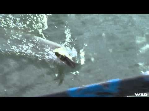 Fishful Thinking - Thanksgiving Day Muskies