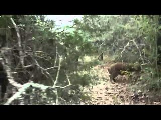 Pig Man The Series - Will Jimeno American Hero