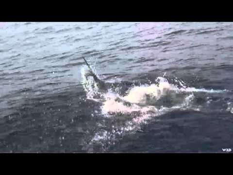 Adventures South of the Border - Fly Fishing in Baja California Sur