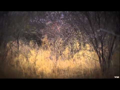 Northwest Hunter - South Africa Lion