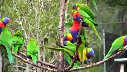 Parrots of Australia