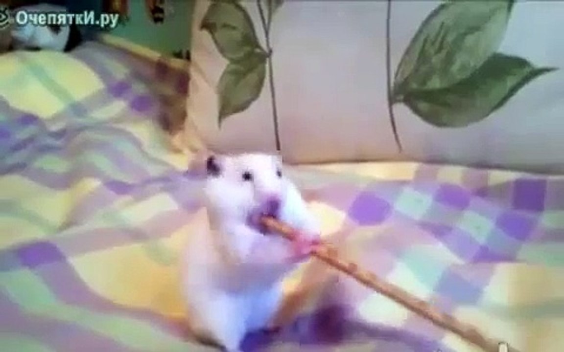 Хомяк впихнул невпихуемое Юмор Онлайн! Смотреть всем! Funny video.