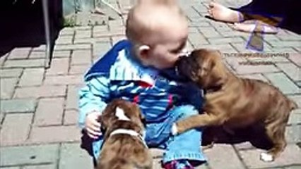 Funny babies annoying dogs - Cute dog & baby -