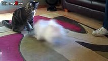 Funny Cats Meeting Cute Puppies -