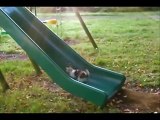 - NEW FUNNY ANIMAL VINES AND GIFS -