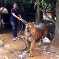 Como dar banho a um tigre