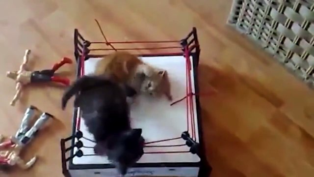ЛУЧШИЕ кошачьи БОИ ! СУПЕР !!! FUNNY VIDEOS Funny Cats Compilation2014 [NEW HD]