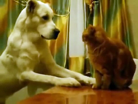 КОТ БОЕЦ ПРОТИВ АЛАБАЯ ! КРАСАВА ! FUNNY VIDEOS Funny Cats Compilation2014 [NEW HD]