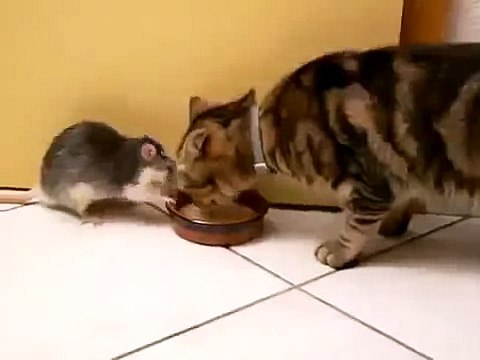 КОТ И НАГЛЫЙ ХОМЯЧОК ! КЛАСС ! FUNNY VIDEOS Funny Cats Compilation2014 [NEW HD]