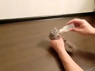 КОТИК ОБЖОРА ! СМЕШНО ОЧЕНЬ ! FUNNY VIDEOS Funny Cats Compilation2014 [NEW HD]