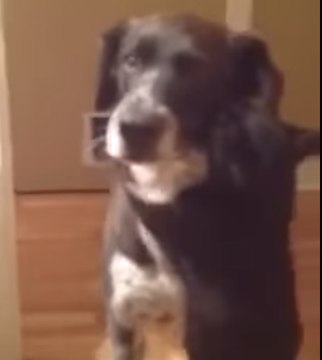 Пса не было дома 10 дней, реакция кошки бесценна - Прослезитесь!