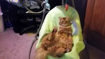 La chatte s'amuse mieux avec la balançoire pour bébé que le bébé lui-même (part 2)