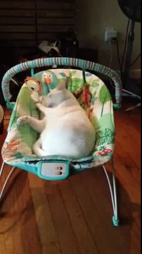 La chatte s'amuse mieux avec la balançoire pour bébé que le bébé lui-même (part 1)