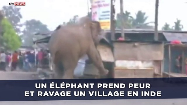 Un éléphant détruit une centaine d'habitations dans un village en Inde