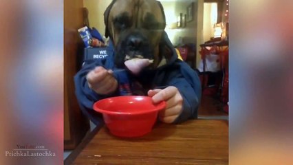 Веселая подборка со смешными и классными животными за февраль 2014 !!!