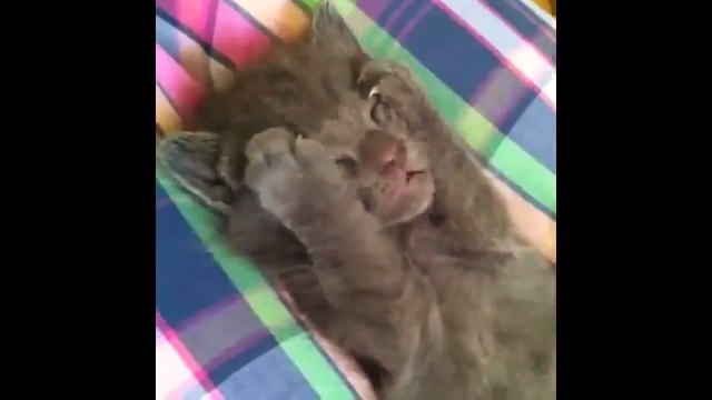 Веселые и Забавные приколы с котами !!!FUNNY VIDEOS Funny Cats