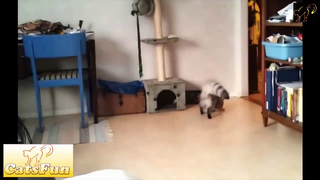 Забавные и веселые видео с котами Февраль 2014 Funny Cats Compilation