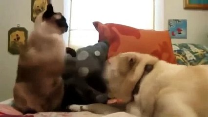 ЗАБАВНЫЕ КОТЫ БЬЮТ СМЕШНЫХ СОБАК !!! Классное и прикольное видео !!!