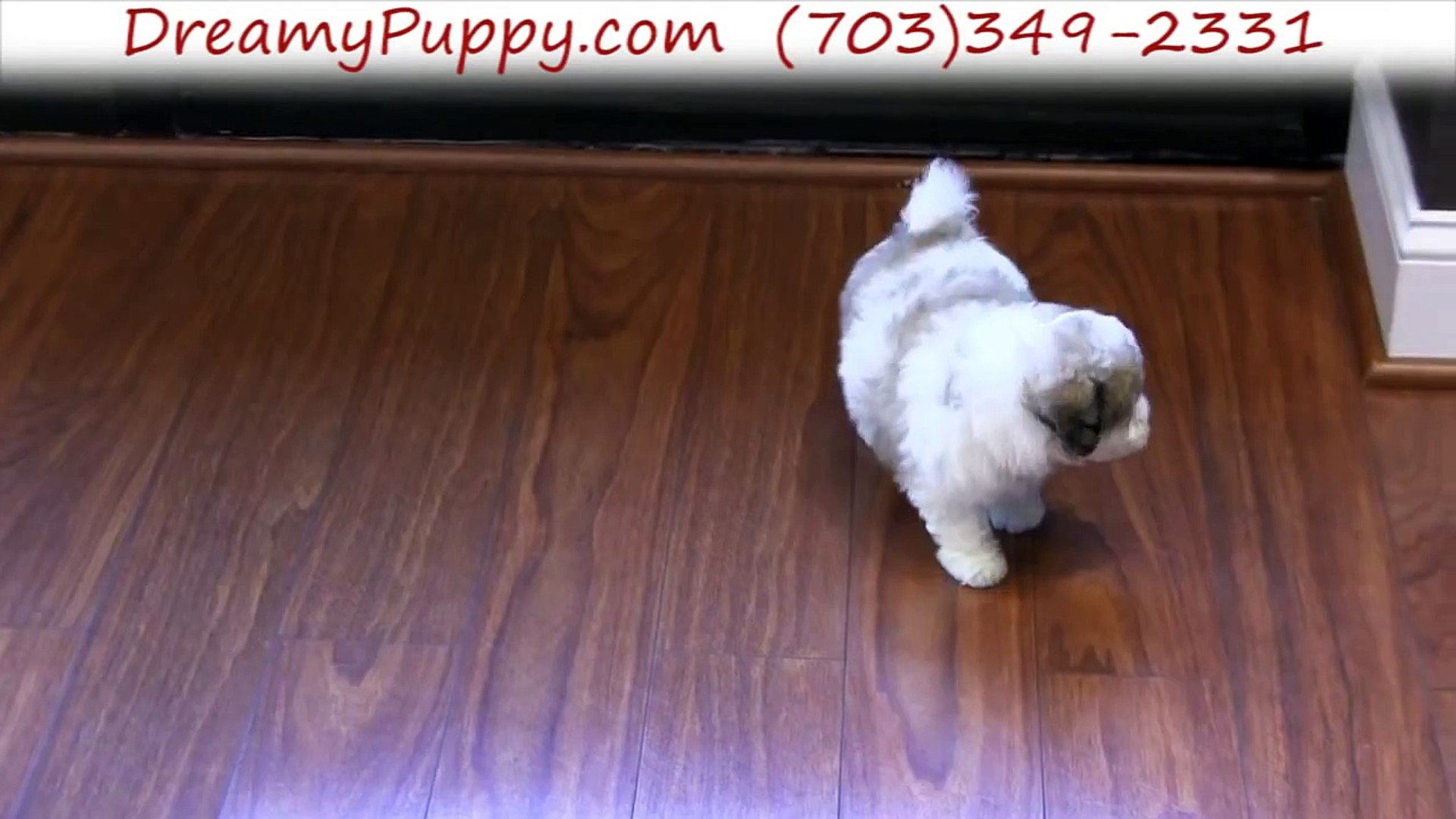 ⁣Dreamy Puppy Reviews | Dreamy Puppy Store