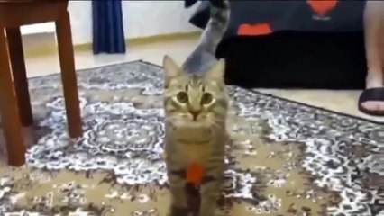Оторвись по полному !!! Гарантированый смех !!! Коты супер !!!