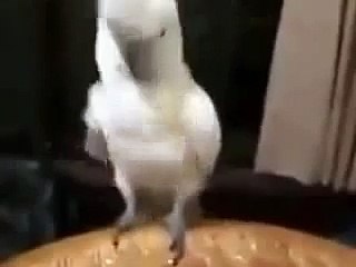 ПОПУГАЙ танцует диско ! ОЧЕНЬ СМЕШНО ! FUNNY VIDEOS