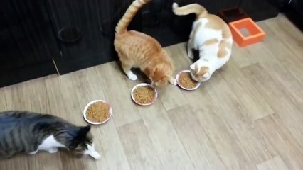 Прикол полный ! Очень жадный кот ! FUNNY VIDEOS Funny Cats Compilation2014 [NEW HD]
