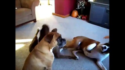 Смешное убийство животных!!! Хохотал до слез!!!