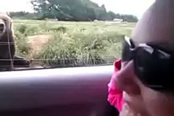 WhatsApp Videos   This Awesome bear will make your day