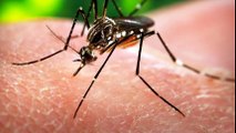 Colombia Confirms First Three Deaths Of Patients Infected With Zika Virus