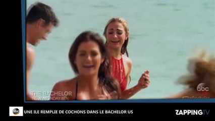 Les candidates sexy du Bachelor US surprises par l’arrivée de cochons sur une plage (Vidéo)